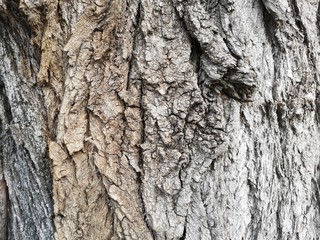 dav_21_texture, bark, tree, nature, abstract, wood, design