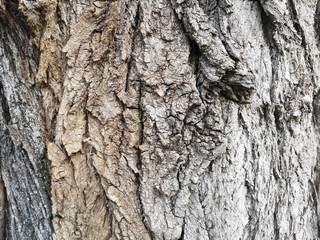 dav_18_texture, bark, tree, nature, abstract, wood, design