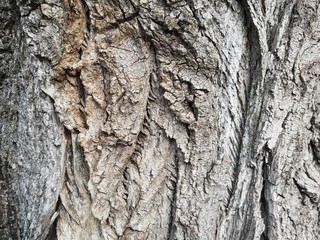 dav_6_texture, bark, tree, nature, abstract, wood, design