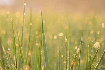 Close up green rice field with sunrise in the morning.