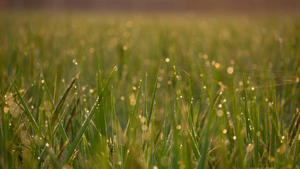 Close up green rice field with sunrise in the morning.