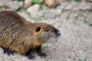 Portrait of coypu nutria, Myocastor coypus, sitting near the rivershor