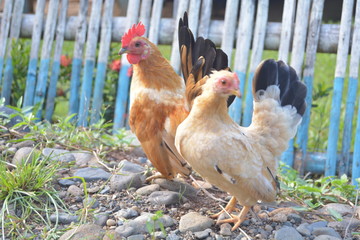 dwarf chicken