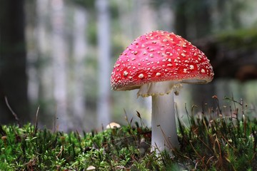 Muchomor czerwony muscaria amanita forest 