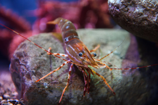 Large Spot Shrimp Or Prawn Of The North American Pacific Ocean Toronto