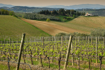 Fototapeta na wymiar Florence, April 2019: Tuscany landscape with hills and young green vineyards near Mercatale Val di Pesa (Florence) in spring season. Tuscany, Italy.