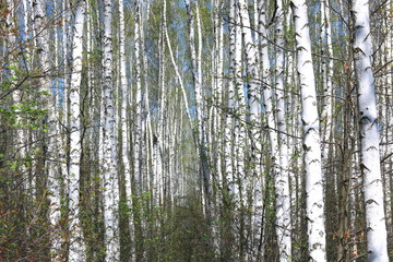 Young birch with black and white birch bark in spring in birch grove against the background of...