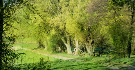 A landscape in the country Brandenburg (Germany). It is spring, the sun shines on trees and meadows. Concept landscape.