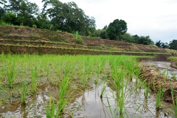 expanse of terraced rice fields