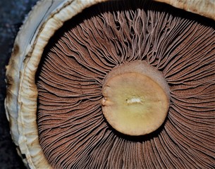Mushroom on a black background
