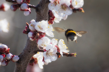 Flight of a bumblebee over a blossoming branch of apricot.