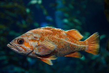 Orange Vermilion Rockfish Pacific ocean fish in kelp forest of the North American coast