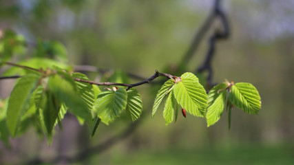Young leaves of common hornbeam in spring forest