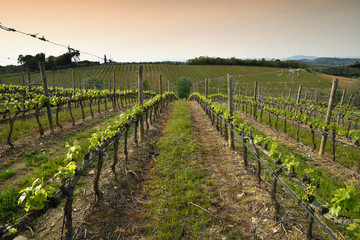 Beautiful rows of young green vineyards near Mercatale Val di Pesa (Florence) in spring season. Tuscany, Italy.