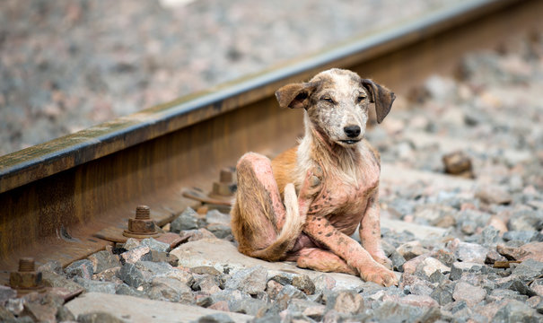 Perro enfermo abandonado