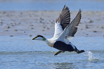 Common eider (Somateria mollissima)