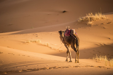 A camel is walking on some Sahara desert dunes during a beautiful sunset. Merzouga, Morocco, Africa