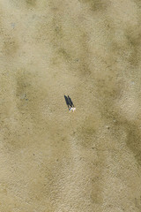 View from above, aerial view of a couple of tourists, hand in hand, walking on an expanse of sand during low tide. Phuket, Thailand.