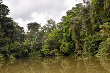 Fototapeta na wymiar Pristine rainforest in costa rica