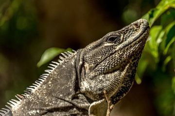 An iguana, lizard known as the Tolok in Yucatan Mexico