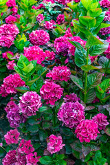 Color flowers in the garden