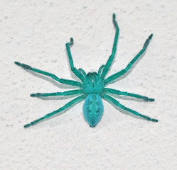 dangerous brazilian spider