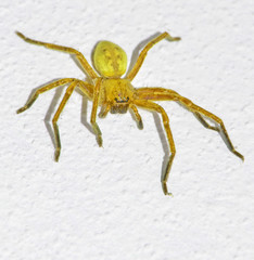 dangerous brazilian spider