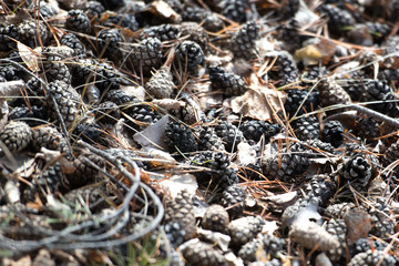 pine cones, a layer of cones on the ground, a heap of cones without seeds, dry cones on a pile