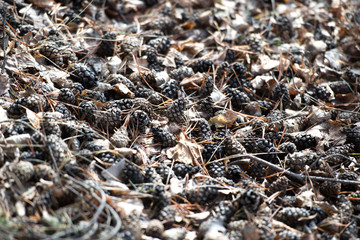 pine cones, a layer of cones on the ground, a heap of cones without seeds, dry cones on a pile