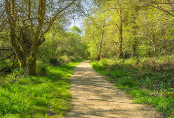 Schöner Wanderweg behindertengerecht rollstuhlgerecht durch Wald im Frühling - Beautiful hiking trail through forest in spring