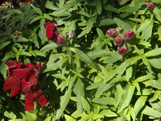 Red Snapdragon Plant