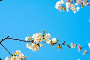 Cherry blossom in spring for background or copy space for text