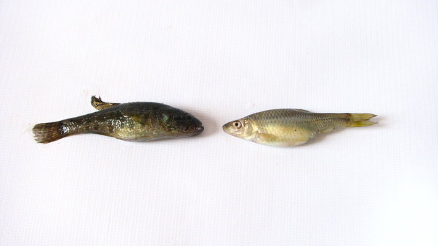 two fish Pseudorasbora parva and perccottus glenii on white