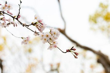 Cherry blossom in spring for background or copy space for text