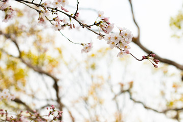 Cherry blossom in spring for background or copy space for text