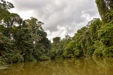 Fototapeta na wymiar Pristine rainforest in costa rica