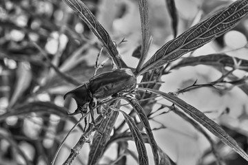 Rhino beetle