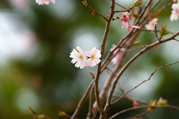 Cherry blossom in spring for background or copy space for text