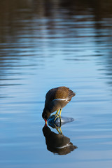 Teichhuhn