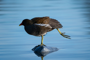 Teichhuhn