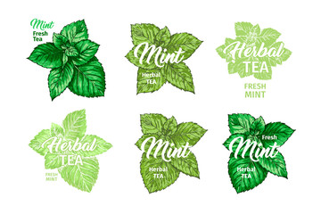 Herbal Tea with Fresh Mint Logo Templates Set. Isolated Hand Drawn Marker Painting Labels with Peppermint. Spearmint Botany Plants and Hand-Lettering Inscription. Botanical Design, Medical theme.