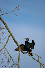 Ein Kormoran trocknet sein Gefieder