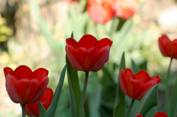  bright red tulips in the rays of sunlight on a background of beautiful floral bokeh