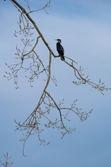 Ein Kormoran sitz auf einem Ast