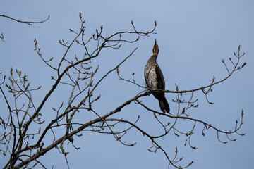 Kormoran sitzt auf Ast im Baum