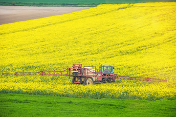 Fototapeta premium agricuteur travaillant dans les champs de colza en fleur