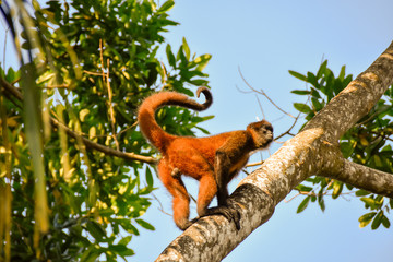 Spider monkey in a tree