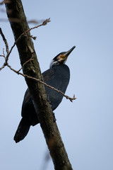 Ein Kormoran sitzt auf einem Ast