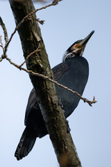 Ein Kormoran sitzt auf einem Ast
