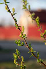 Spring bloom